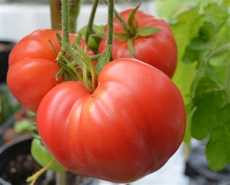 Organic Tomato Oxheart Tamar Organics