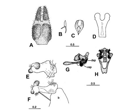 Morphology Of Apteropanorpa Hartzi A Sternite 9 Male Ventral B