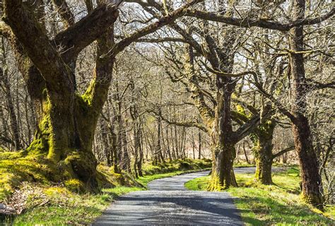 Three Lochs Forest Drive Loch Lomond Trossachs