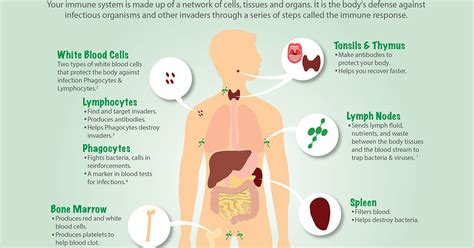 Positive emotions and a healthy lifestyle may boost your immunity. "Strenuous Exercise Weakens The Immune System" Proven To ...