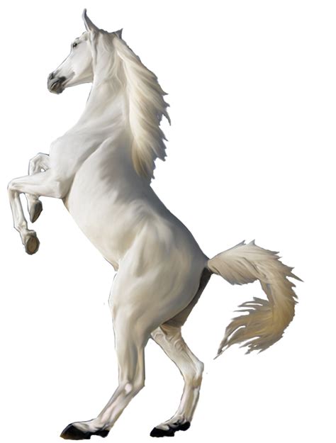 White Horse Png Image