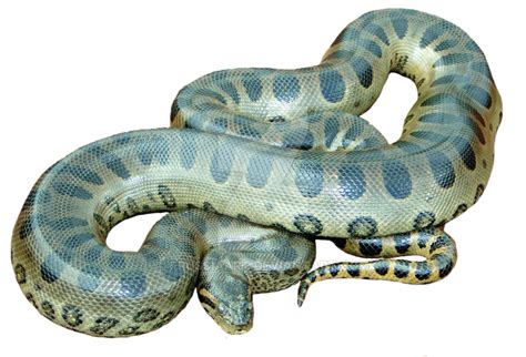 Maybe you would like to learn more about one of these? Anaconda PNG, Anaconda Transparent Background - FreeIconsPNG