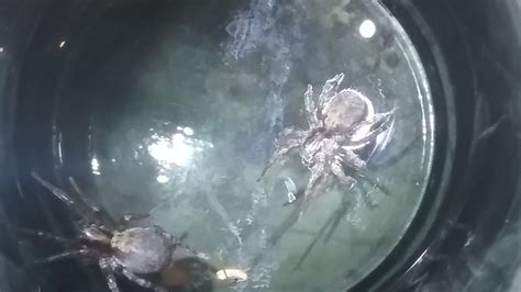 Spiders In North Dakota Species And Pictures