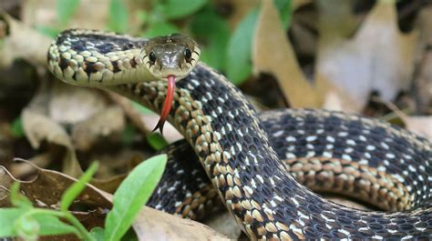 Nature Notes Our Local Snakes Are Nothing To Fear