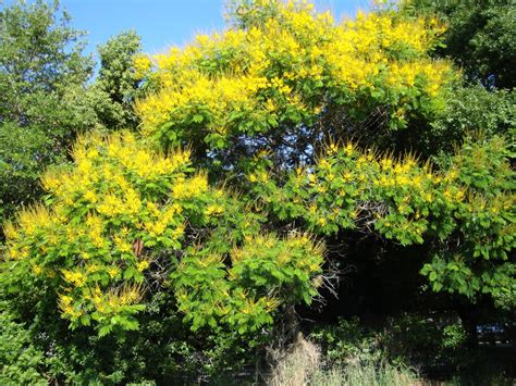 Maybe you would like to learn more about one of these? Around Grandma's Table: Flowering Trees Part 2