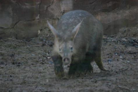 Aardvark Animal Facts Orycteropus Afer Az Animals