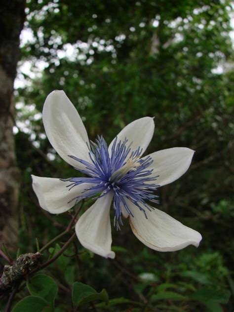 We have 5,835 images of 1,940 clematis in our clematis database. Clematis (Clematis akoensis) in the Clematis Database ...