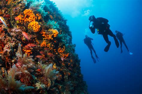 Underwater Scuba Divers Enjoy Explore Reef Sea Life Sea Sponge Stock