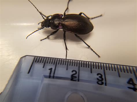 Oregon Fairly Large For A Ground Beetle Found Under A Bunch Of Leaves
