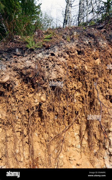 Soil Cross Section Of Boreal Forest Finland Europe Stock Photo Alamy