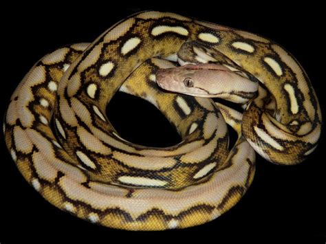 Anery Sun Tiger Reticulated Python Snake Lovers Reticulated Python