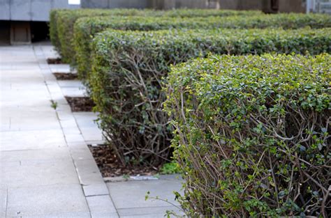 Buy privet shrubs & hedges and get the best deals at the lowest prices on ebay! Hedge Row Of Ligustrum Ovalifolium Privet Shrubs Planted ...