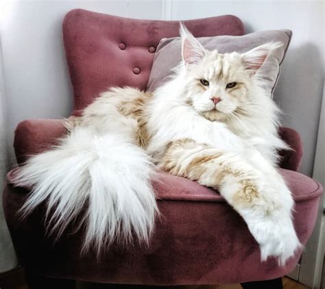 As for their temperament, they are sociable. Meet Lotus, The Huge Fluffy Maine Coon Cat That's Going ...