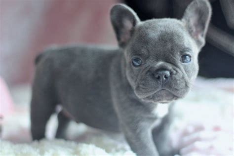 The breed is the result of a cross between toy bulldogs imported from england, and local ratters in paris, france, in the 1800s. French Bulldog Puppies For Sale | Columbus, OH #279969