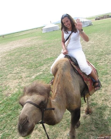 Viajar En Pareja Montando En Camello Y Regreso A Ulan Bator