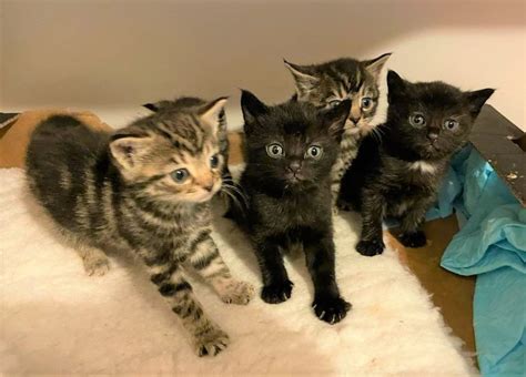 Young Cats And Kittens Team Cat Rescue