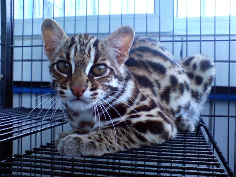 Chinese society progressed through 5 stages: Prionailurus Bengalensis Chinensis[Chinese Leopard Cat ...