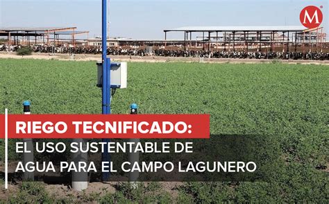 Agua Saludable Riego Tecnificado Tecnolog A Para El Campo Lagunero