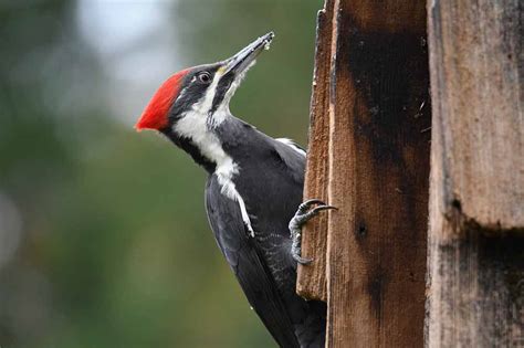 Pileated Woodpecker Facts Size Range Nest Habitat Call