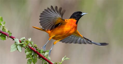 These attractive birds frequent woodlands and eat common creatures including caterpillars and insects supplemented by fruits and berries. Featured Birds: Baltimore and Bullock's Orioles