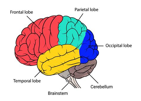 Cerebral Cortex Brain Diagram Human Brain Diagram Brain Anatomy Porn