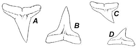 teeth of shark Colouring Pages - ClipArt Best - ClipArt Best