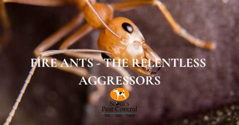 Our bed bug control includes up to 1 extra visit for free if you booked a guaranteed service (valid for 90 although steam can aid bed bug removal, the most effective method of bed bug pest control is the heat treatment. Why Install Residential Air Conditioning?