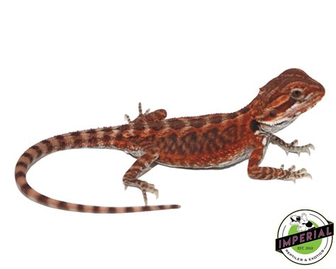 Fire Red Leatherback Bearded Dragon For Sale Imperial Reptiles