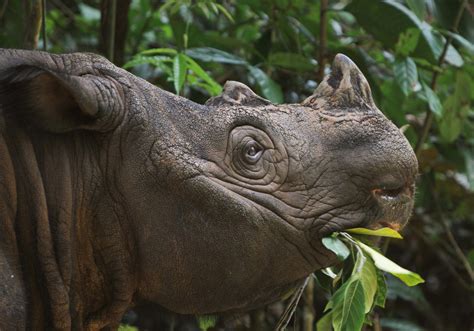 Why we need an alternative to palm oil