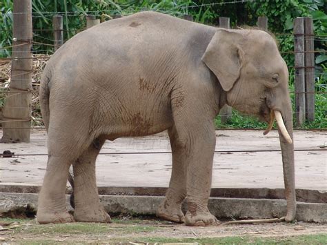 Full Grown Pygmy Elephant