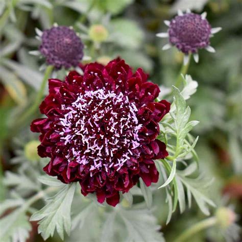 Scabiosa Red Pincushion Garden Flower Plant Seeds For Xeriscaping