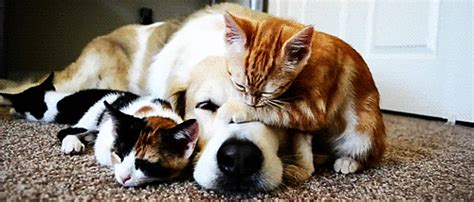 Dog And Cat S Popsugar Pets