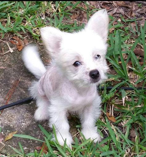 34 Best Chi Chi Images Chinese Crested Chihuahua Chi Chi