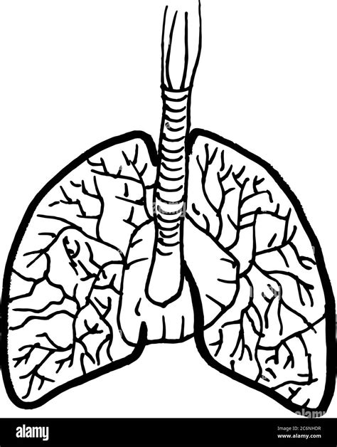Contour Vector Outline Drawing Of Human Lungs Organ Medical Design