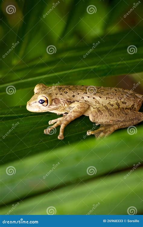 Cuban Tree Frog On Palm Frond Stock Image Image Of Close Leaf 26968333