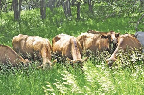 Rapidly Growing Forages Could Cause Deadly Grass Tetany Manitoba Co