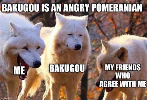 Angry Pomeranian Bakugou Meme Pic Slobberknocker