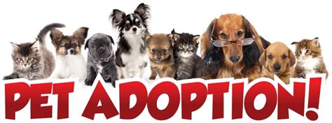 Important Info About Adoption Days Animal Shelter