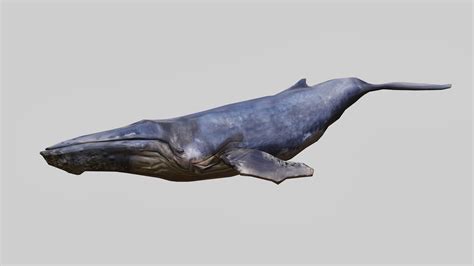 humpback whale 3d model by vilmariahenriikka [766236e] sketchfab
