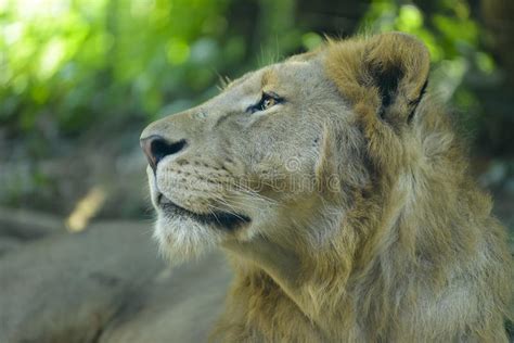 Close Up Of Lion Panthera Leo 8 Years Old Stock Image Image Of