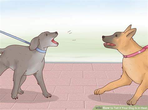 Check spelling or type a new query. 4 Ways to Tell if Your Dog Is in Heat - wikiHow