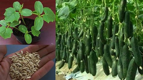 Grow Cucumber Seeds Easy Way Youtube