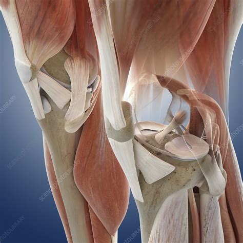 Knee Anatomy Chart