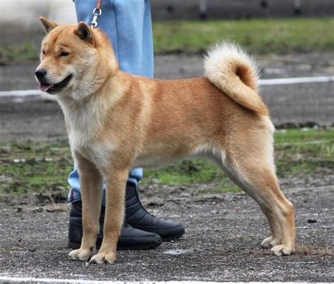 Hokkaido Perro Características Fotos Pelo Amigos De Los Perros