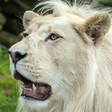 Pin By Candy Copeland On White Lions White Lion Animals Wild Lion