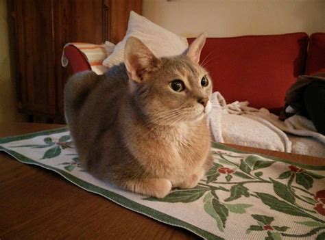 Center of attention | Cute cats HQ - Pictures of cute cats and kittens