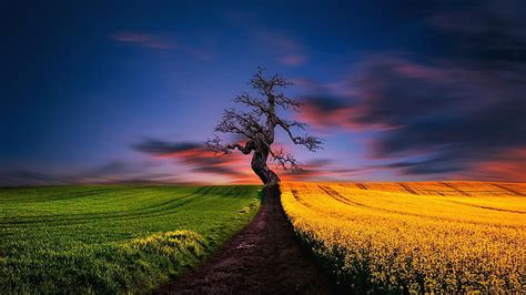 Hd Wallpaper Rapeseed Color Path Lonely Tree Rural Area Evening