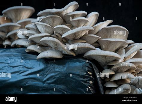 Edible Mushrooms Cluster Pleurotus Ostreatus As Cultivated In A
