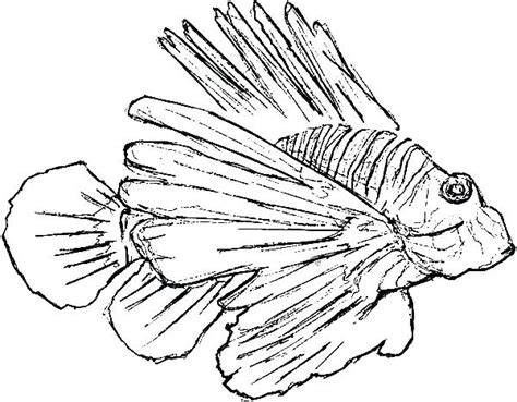 Lionfish Coloring Page at GetDrawings | Free download