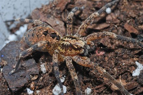 Nosferatu-Spinne: Nabu berichtet über „schockierendste“ Sichtung